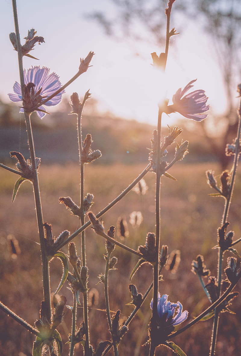 Brown plant, HD phone wallpaper | Peakpx