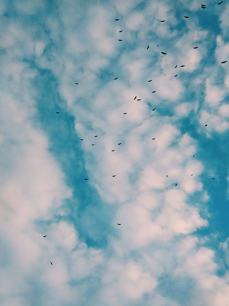 birds, flock, sky, clouds, HD phone wallpaper