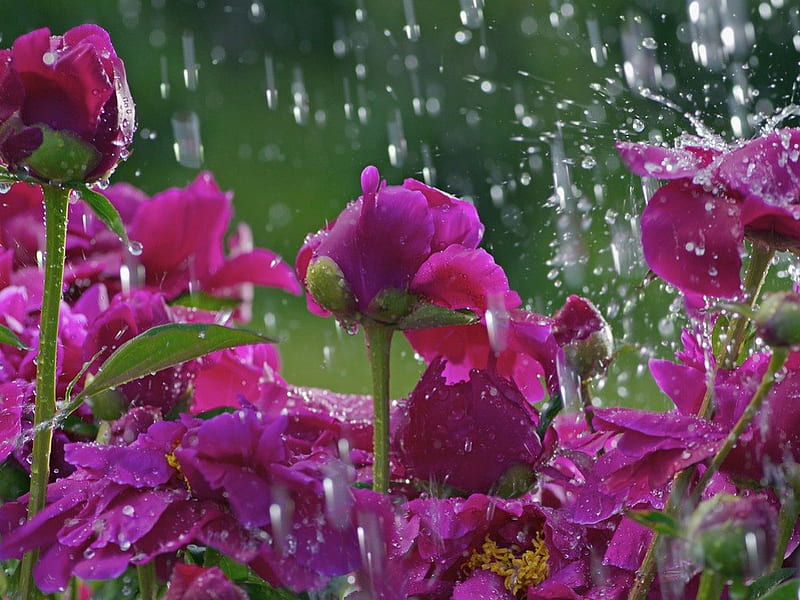 A SPRING DANCE FOR PURPLE HAZE, showers, droplets, flowers, gardens, rain, seasons, weather, HD wallpaper
