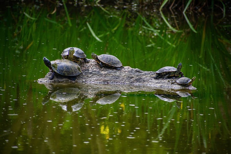 Turtles on rock, HD wallpaper | Peakpx