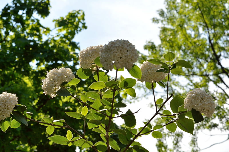 Primavera escénica, hortensia, flores blancas, flores de primavera, hortensia  blanca, Fondo de pantalla HD | Peakpx