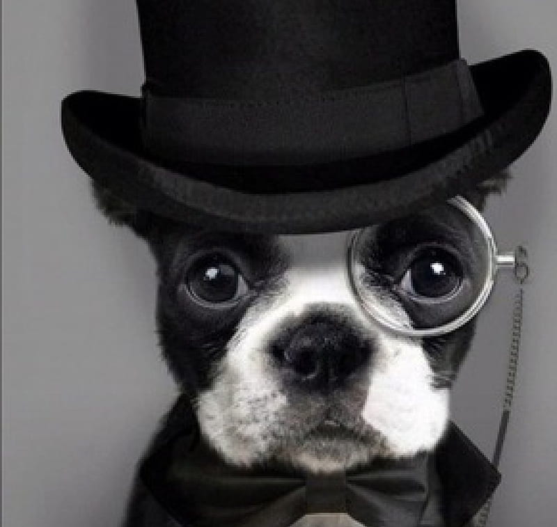 classy pooch, butterfly necktie, black and white, monocle, dog, hat, HD wallpaper