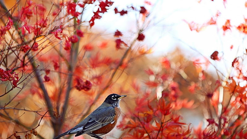 Little Bird, Tree, Bird, Autumn, Nature, HD wallpaper