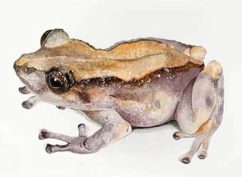 Frog, Freshwater Animals, zoology, Animal, HD wallpaper