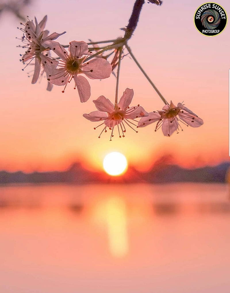 flowers sunset, beach, spider, HD phone wallpaper