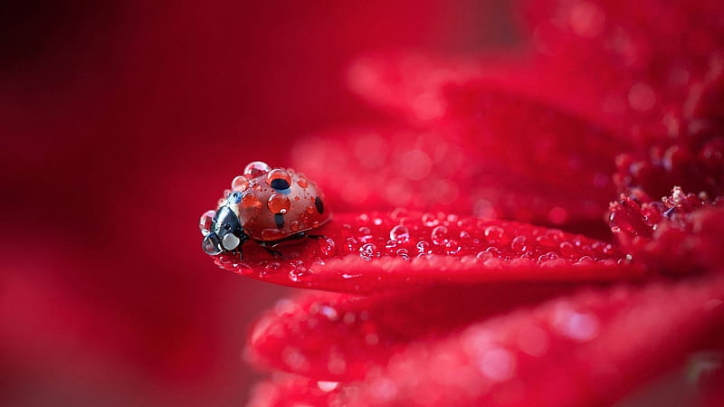 Ladybug on gerbera, Macro, Red, Petals, Dew, HD wallpaper