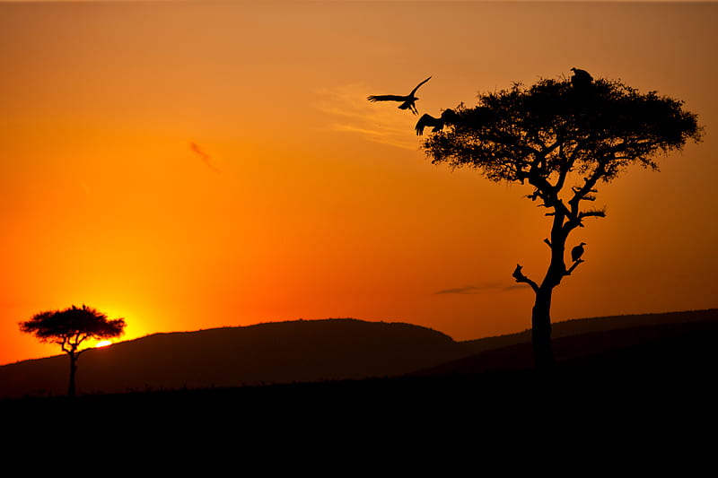 my-african2, tree, gold, bird, african, eagle, nature, sunset, HD wallpaper