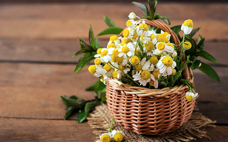 basket with daisies, beautiful white flowers, basket with flowers, daisies, HD wallpaper