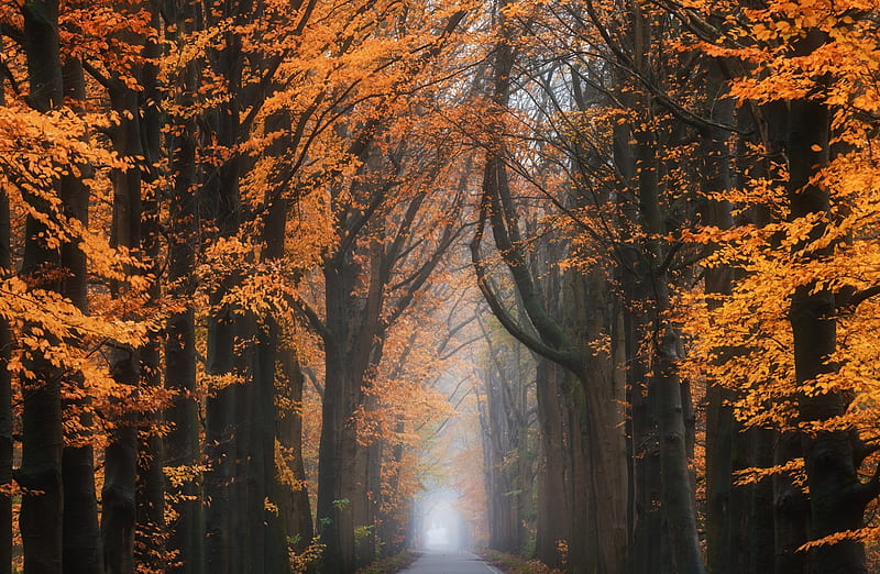 Road, Trees, Beautiful Autumn Season Ultra, Seasons, Autumn, Nature, bonito, Scenery, Trees, Forest, Road, Netherlands, Woods, Europe, Scenic, que, HD wallpaper