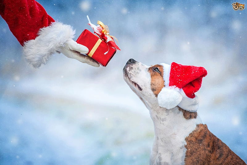 Merry Christmas!, red, caine, gift, animal, hat, card, cute, santa, hand, funny, dog, blue, HD wallpaper