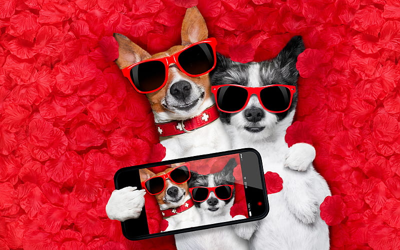 Chihuahua selfie, dogs, funny chihuahua, cute animals, pets, Chihuahua Dog, HD wallpaper