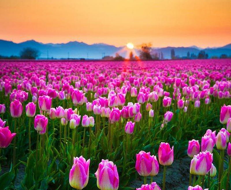 1920x1080px 1080p Free Download Tulips Field At Sunset Flowers Nature Sunset Tulips 2273