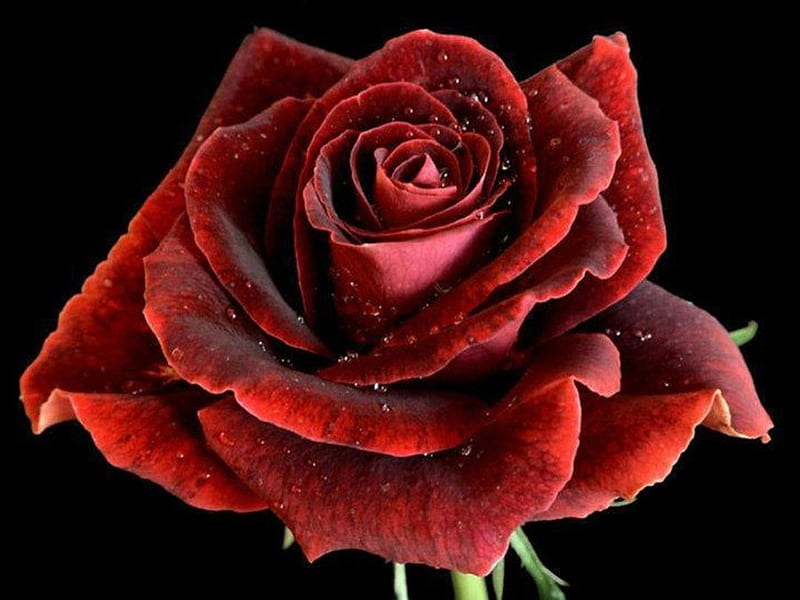 Amazing red rose, red rose, black background, water drops, bonito, beauty blooming, HD wallpaper