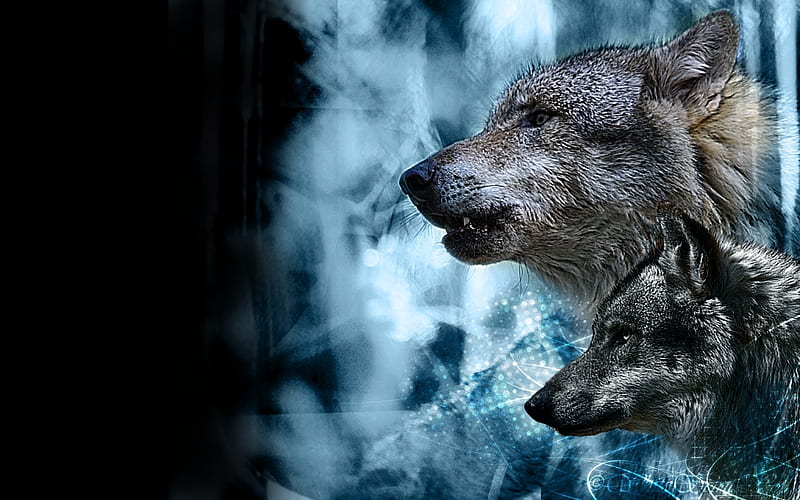 Wolves, bonito, howl, canine, wolf wllpaper, wolf pack, solitude,  friendship, HD wallpaper | Peakpx