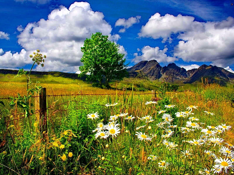 Field of daisies in the foot of the mountain, pretty, grass, bonito, camomile, clouds, mountain, nice, calm, green, flowers, foot, lovely, delight, sky, daisies, tree, slope, peaceful, summer, nature, meadow, field, HD wallpaper