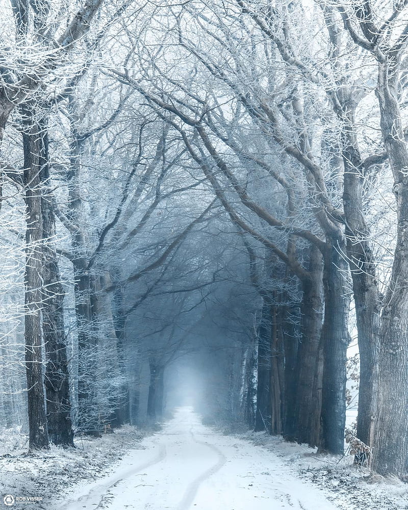 Frozen Frame, forest, frozen road, road, scenes, winter, HD phone ...