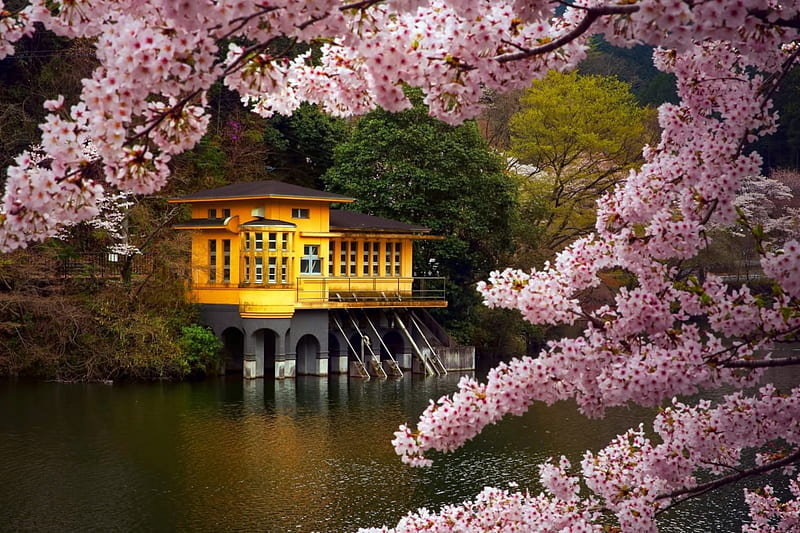 japan, house, Moroyama, April, settlement, spring, Prefecture, branch, lake, Saitama, Kamakita, color, Honshu island, cherry, HD wallpaper