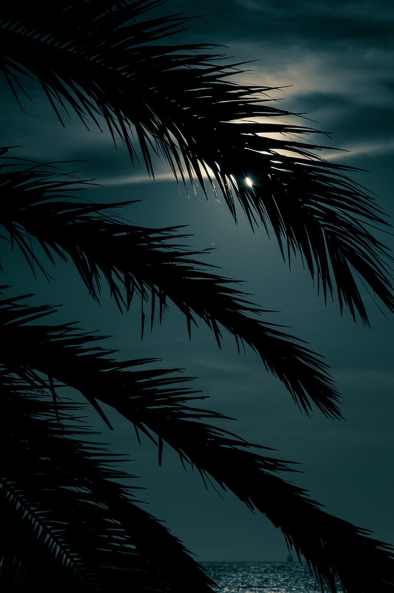 Palm, branch, sunset, leaves, night, HD phone wallpaper | Peakpx