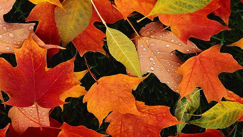 Autumn Leaves, Fall, leaves, water, rain drops, drops, rain, Autumn, HD wallpaper