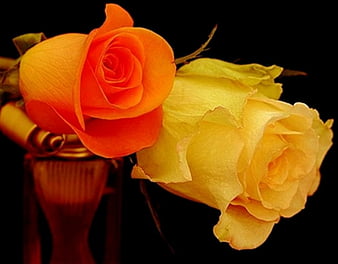 Orange Rose Bud 4K HD Flowers Wallpapers | HD Wallpapers | ID #60188