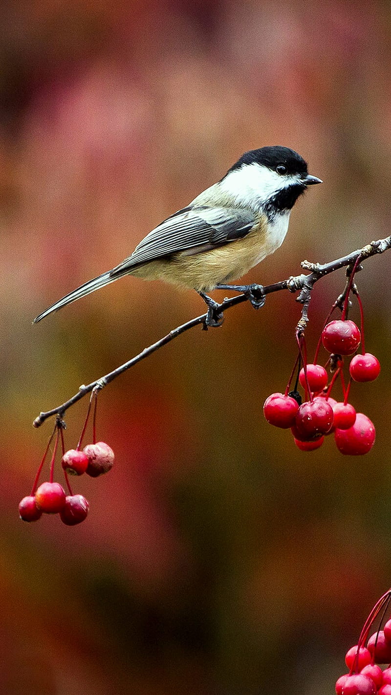 cute bird, autumn, berries, chickadee, nature, red, tree, HD phone wallpaper