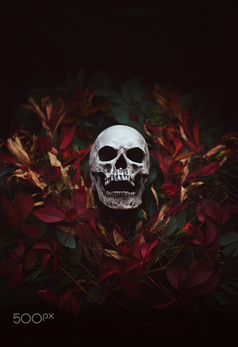 Artem Phoenix, skull, flowers, plants, HD phone wallpaper