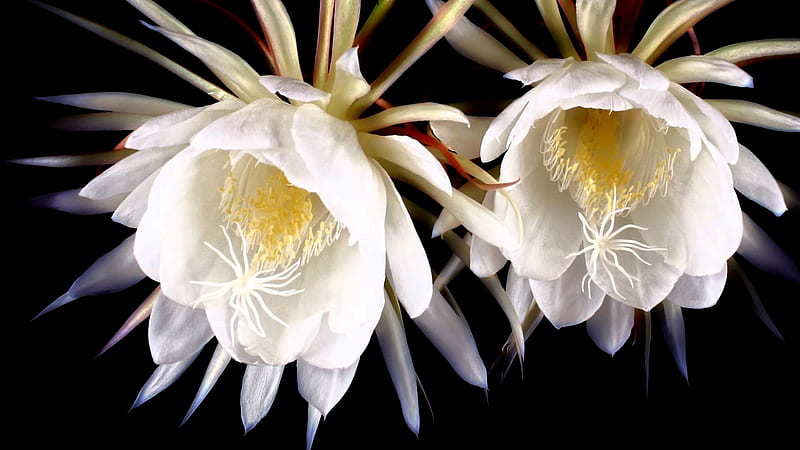 Rare Kadupul Flower, Kadupul, Flower, Nature, Yellow, White, Rare, HD wallpaper