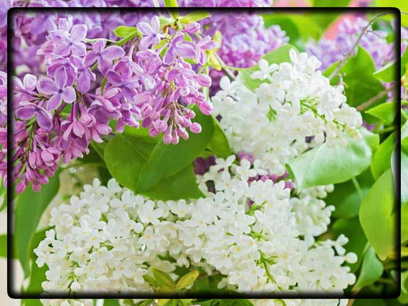 White And Purple Lilacs Nature Flowers Lilacs Hd Wallpaper Peakpx