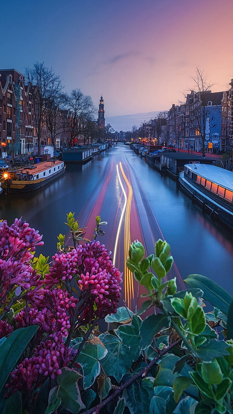 Amsterdam, boats, capital, city, flowers, holland, nature, netherland, river, u, HD phone wallpaper