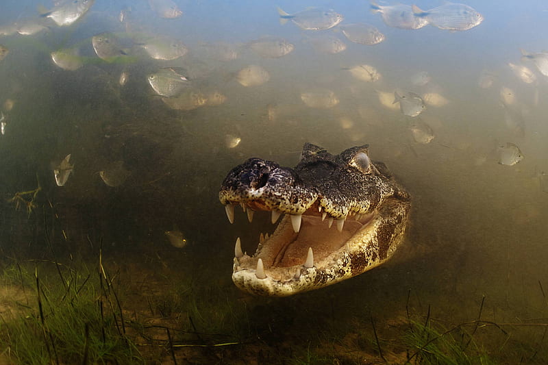 crocodile, water, grass, fish, HD wallpaper