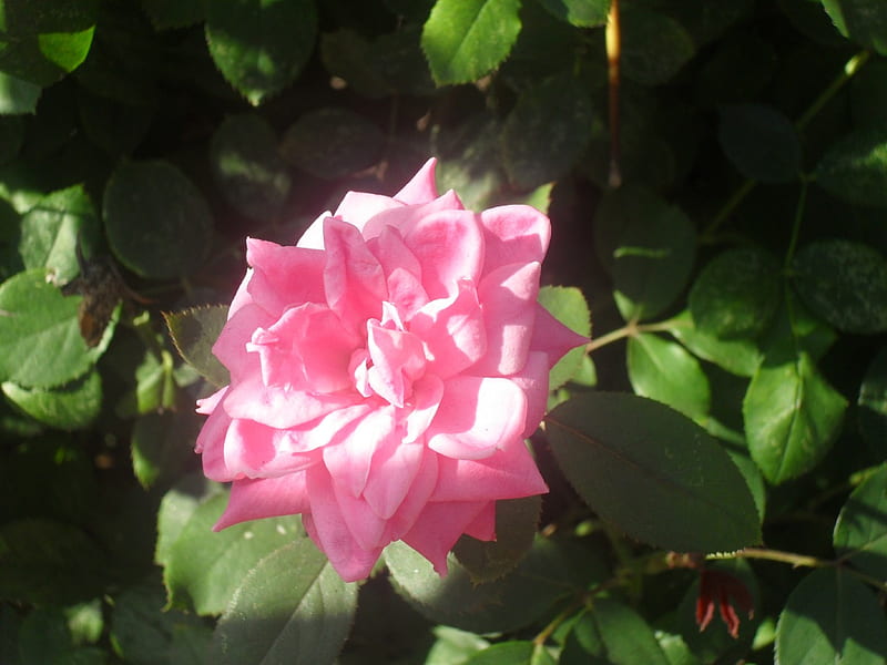 Flower Shines Brightly, bonito, rose, pink, shining, HD wallpaper