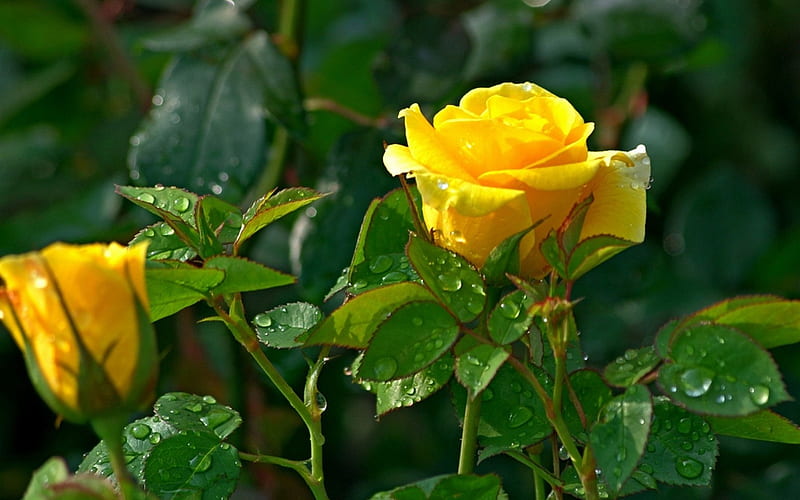 Yellow rose-Flower graphy, HD wallpaper