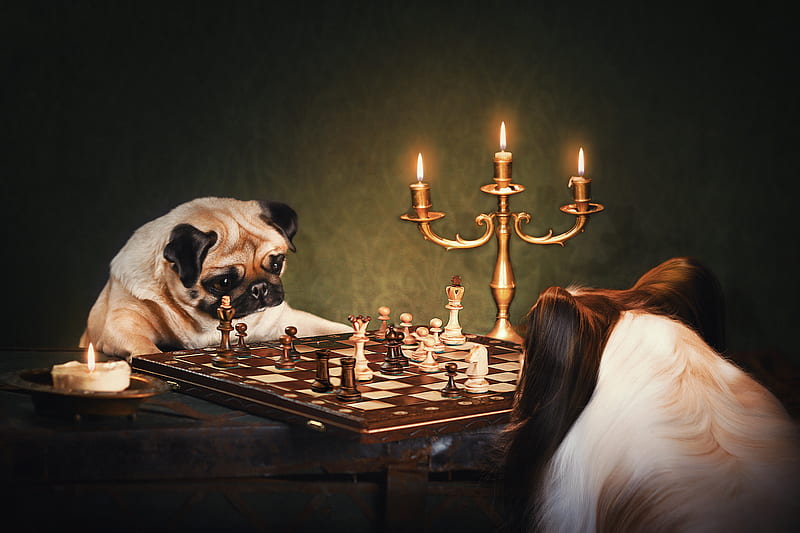 Dogs, Dog, Chess, Papillon (Dog), Pug, HD wallpaper