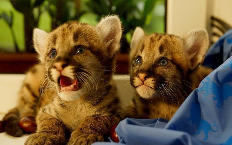 Mountain lion cubs, cute, cub, mountain lion, puma, couple, animal, HD wallpaper
