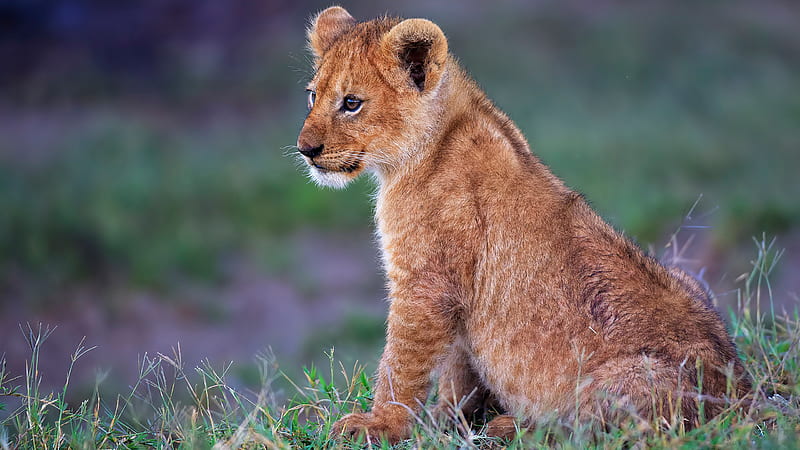Cub Lion With Blur Background Lion, HD wallpaper