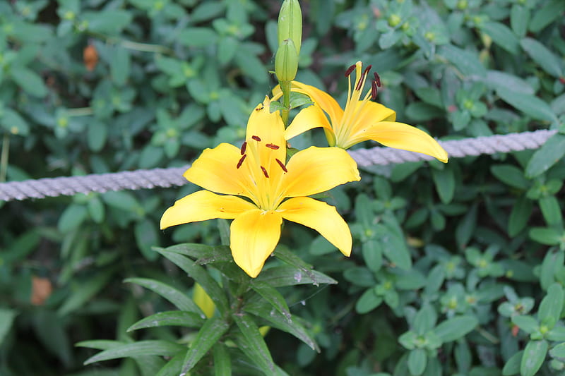 Yellow lily, lily, flower, yellow, HD wallpaper | Peakpx