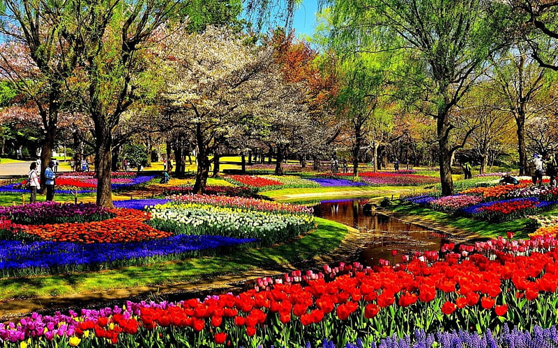Keukenhof Park, Netherlands, colors, spring, tulips, trees, blooming, HD wallpaper