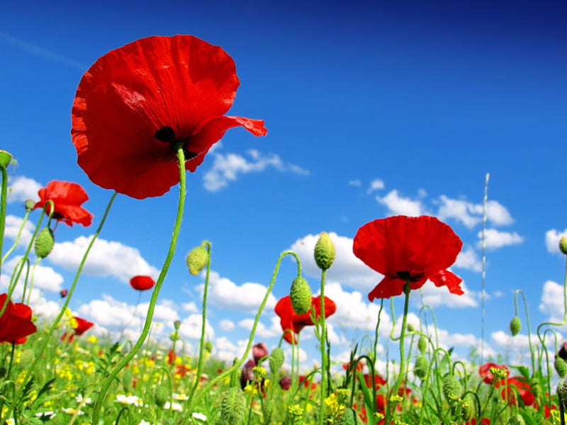 Red poppies in the field, Flowers, Clouds, Sky, Blooming, HD wallpaper ...