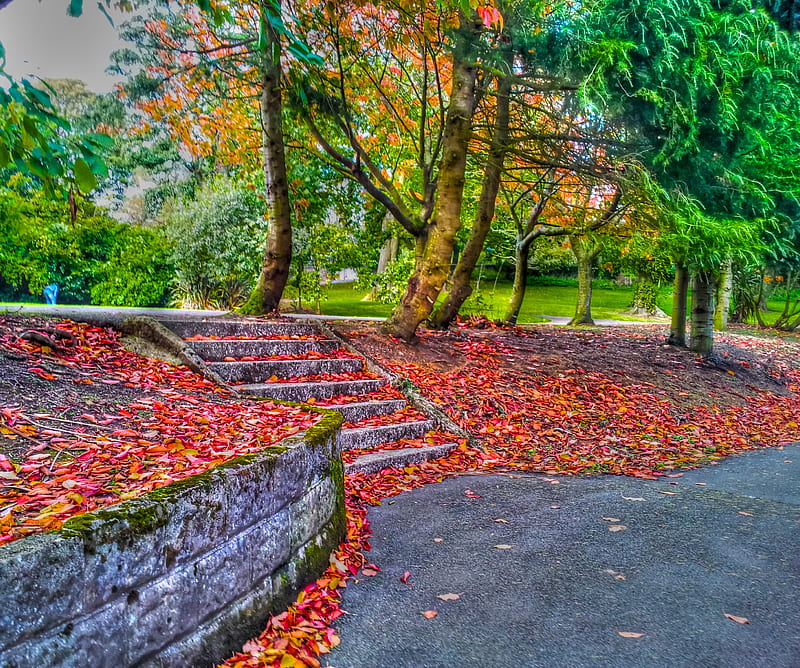 Red Leaves, autumn, belfast, ireland, leaves, northern, park, red, trees, HD wallpaper