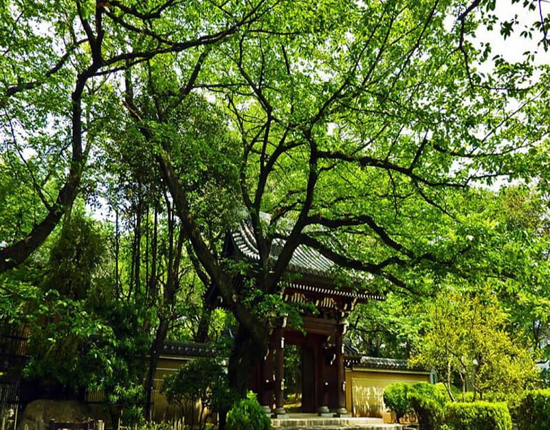 Temple Entry, gate, tree, japan, japanese, shrine, temple, nature, HD wallpaper