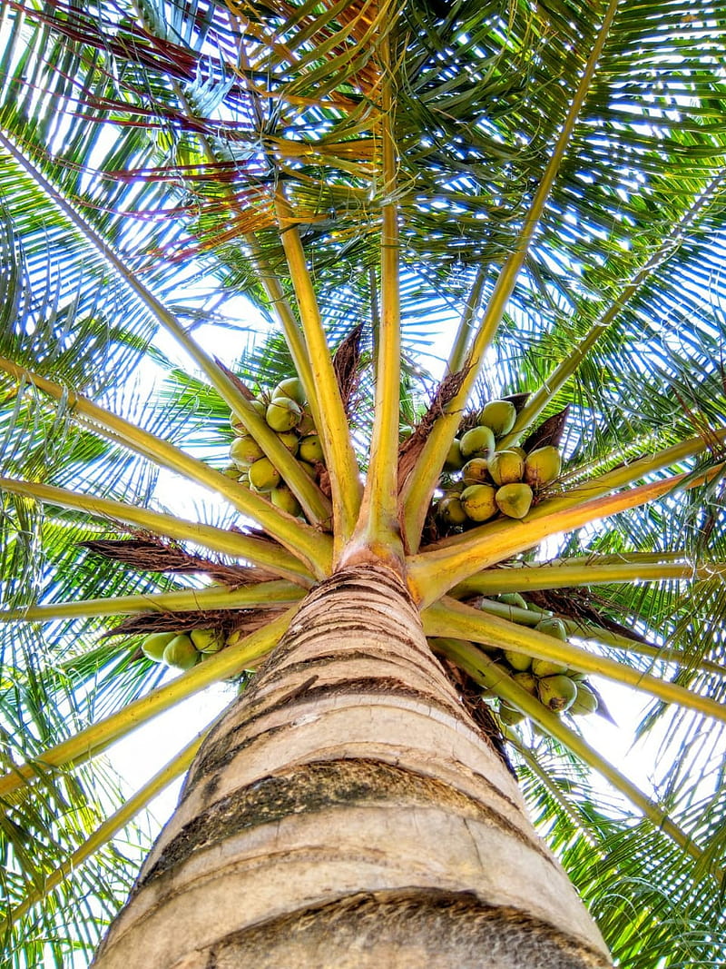 Coconut Tree, nature, upview, HD phone wallpaper | Peakpx