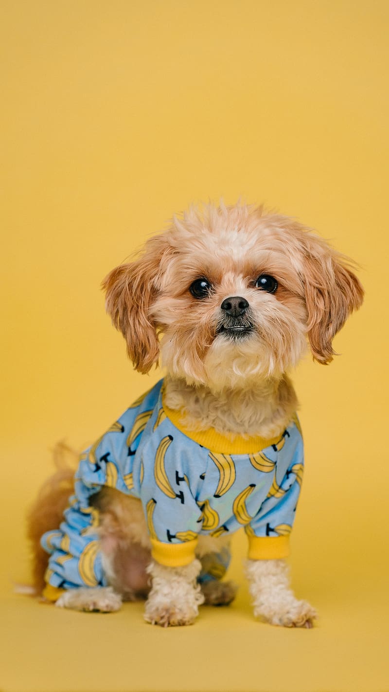 Cute Puppy For, Poochin, puppy, HD phone wallpaper Cute Puppy For, Poochin, puppy, HD phone wallpaper