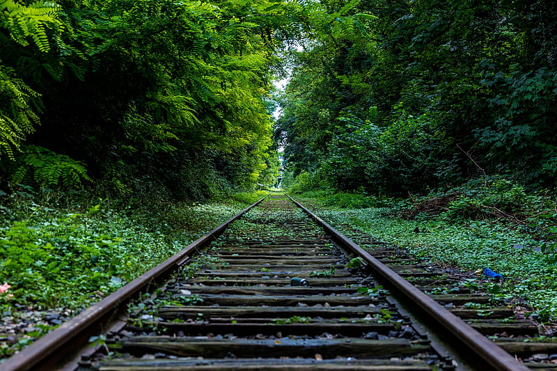 Railway Surround by Trees, HD wallpaper