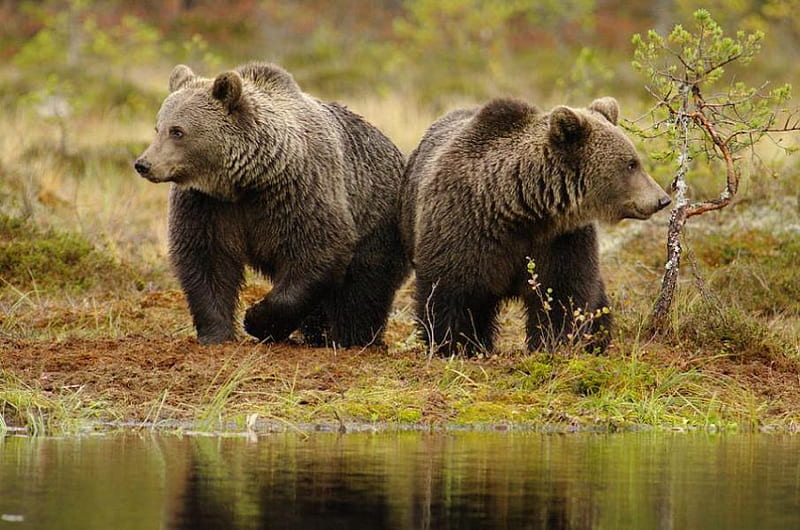 WHICH WAY, predator, big, brown bear, bear, wildlife, bears, HD wallpaper