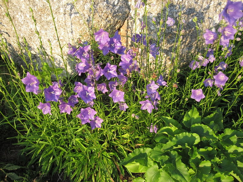 Bellflower, Field, Summer, Flower, HD wallpaper
