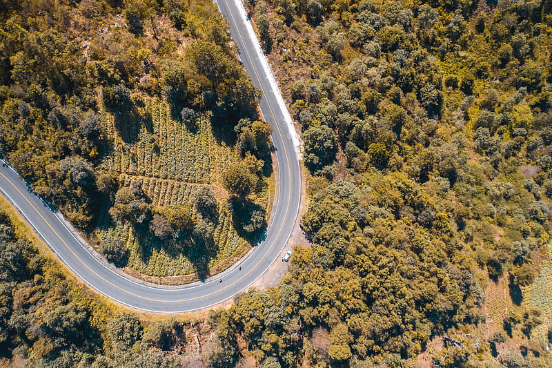 Aerial View of Road in the Middle of Trees, HD wallpaper