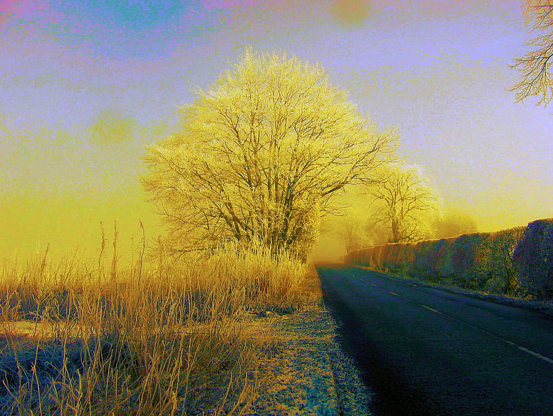 A sign of spring, tree, sky, road, hedgers, HD wallpaper