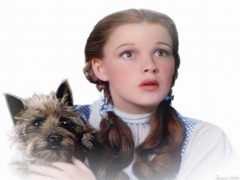 Dorothy and Toto (The Wizard of Oz), oz, dorothy, toto, the wizard of oz, HD wallpaper