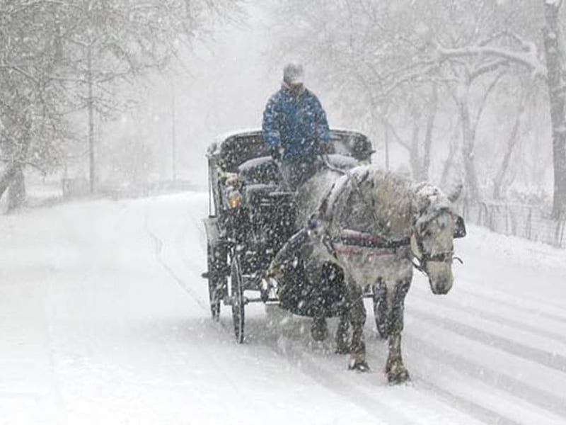 Horse drawn wagon, horse, snow, people, HD wallpaper