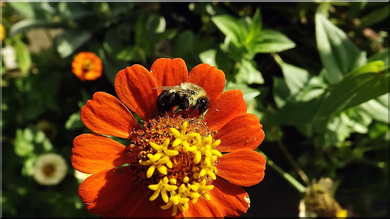 bumblebee on a zinnia, closeup , bumblebee nap, bright flowers, zinnia pollinator, HD wallpaper